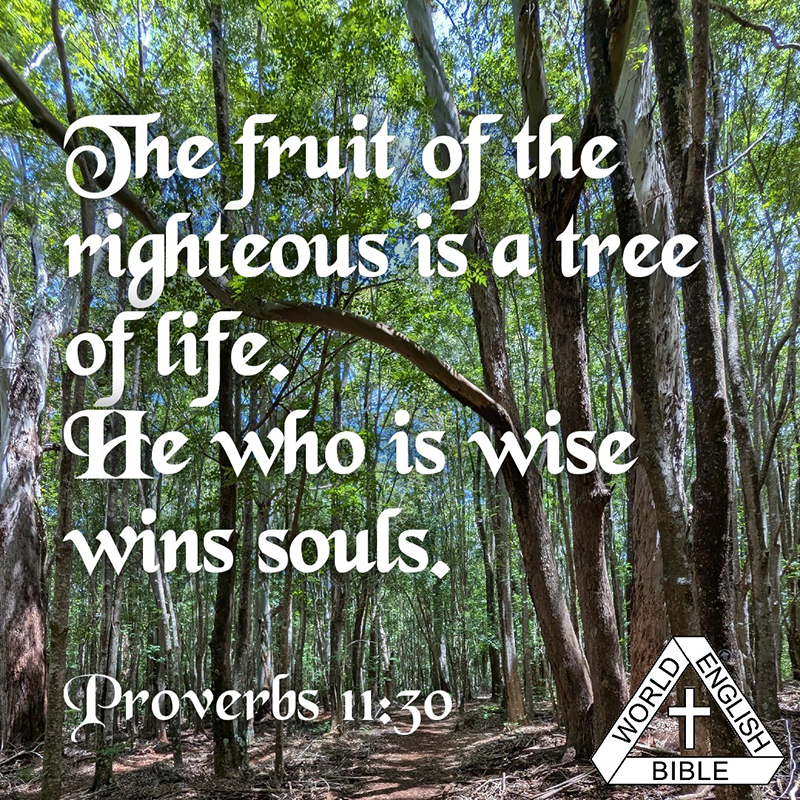 Proverbs 11:30 The fruit of the righteous is a tree of life.
He who is wise wins souls. -- Proverbs 11:30, WEB